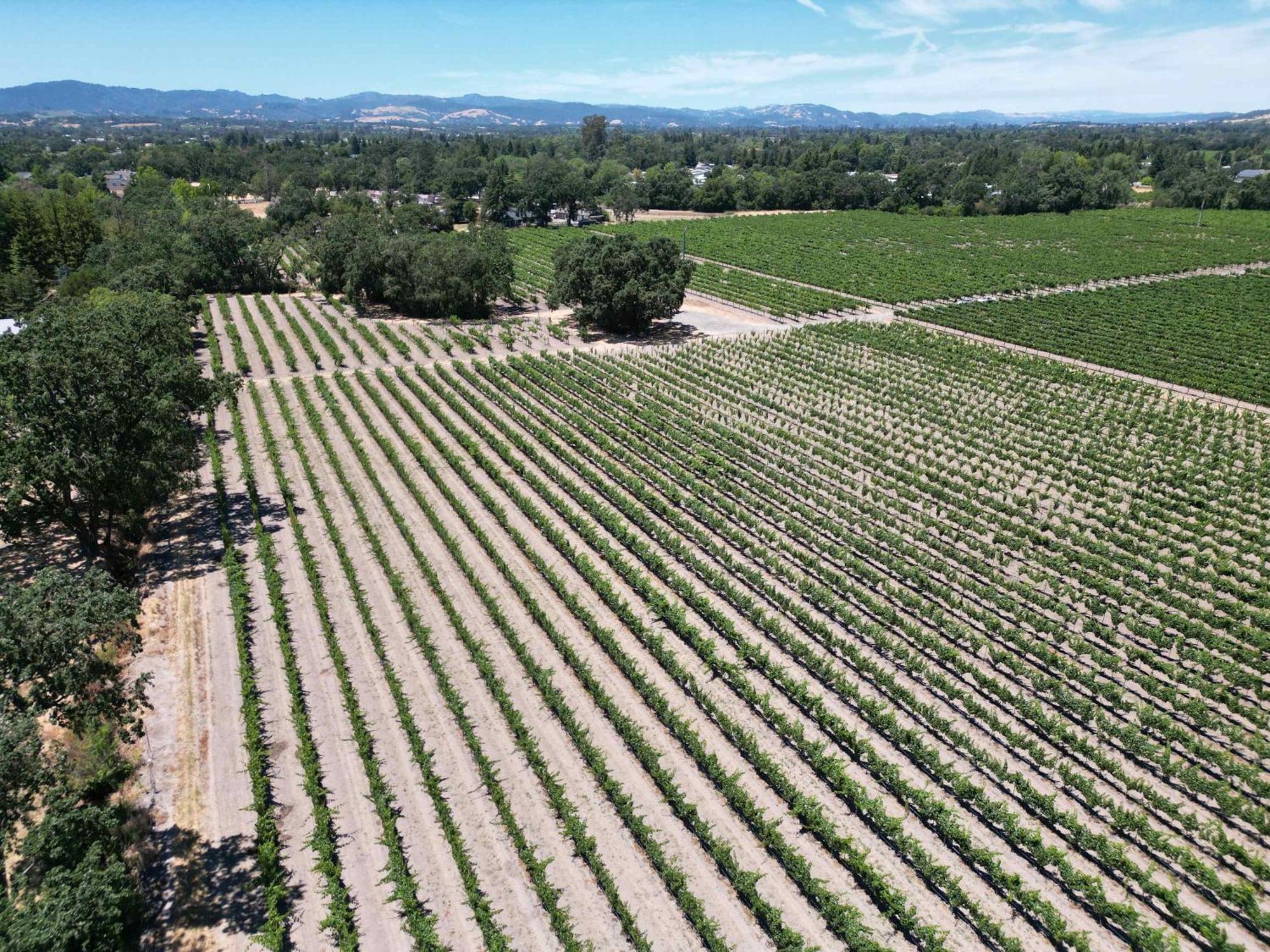 New Wine Country Serenity Among The Vines Villa Santa Rosa Exterior photo